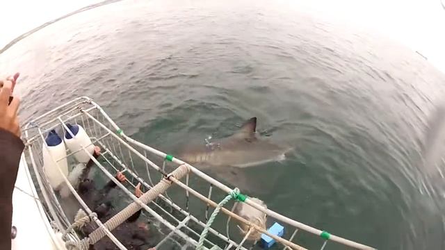 Work with great white sharks! Dive with blacktip sharks! Watch this video!! смотреть онлайн
