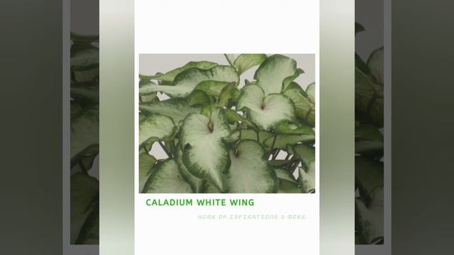 IDENTIFYING THE VARIETIES OF CALADIUM BICOLOR PART I смотреть онлайн