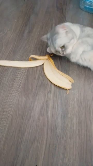 #музыка #песня #кобяков #топ #подпишись #phonkbr #⃣ #anime #music #phonk #рекомендации #подпишись