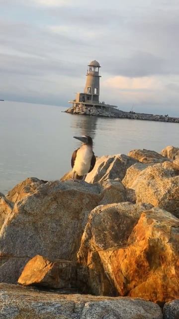Old iPhone 11 captures Bluefooted booby смотреть онлайн