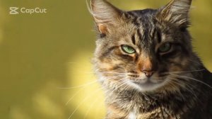 Мяуканье кошек.