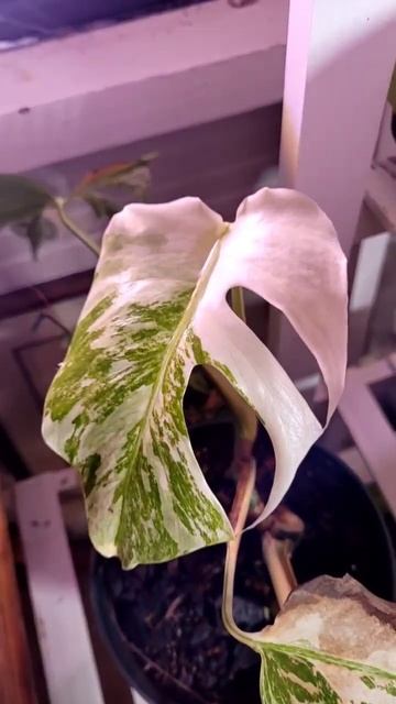 Are you similarly obsessed with those teeny tiny little threads in your monstera leaf? 🫶 #plants смотреть онлайн