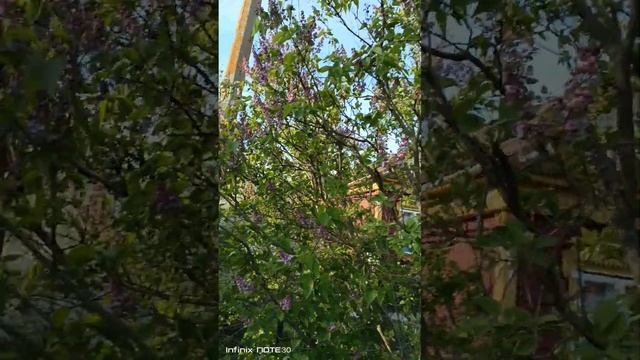 Цветет сирень. Как Вам? Что скажете?! смотреть онлайн