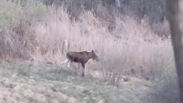 гусь лось и я часть 2 смотреть онлайн