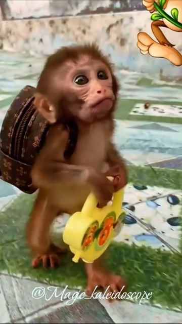 Смешные обезьянки Веселые смешные шалуны из мира обезьян Забавные моменты и позитив #веселые смотреть онлайн