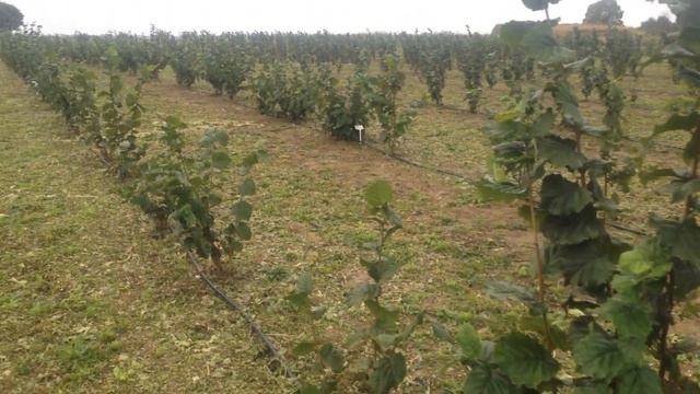 Фундук Американские сорта 2 смотреть онлайн