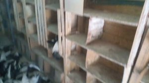 Курские турманы.5 августа 2024.Липецк.Голуби Семенихина Олега.