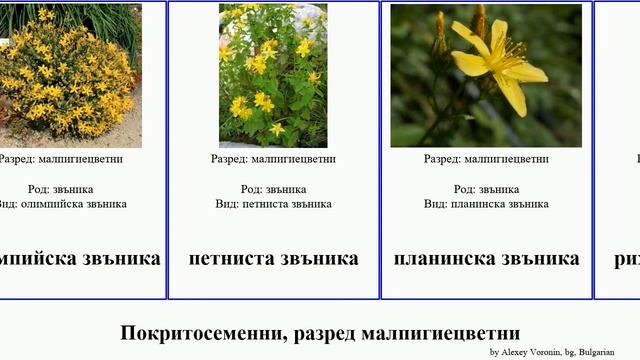Покритосеменни, разред малпигиецветни звъника angiosperms Hypericaceae Sound планинска кантарион смотреть онлайн