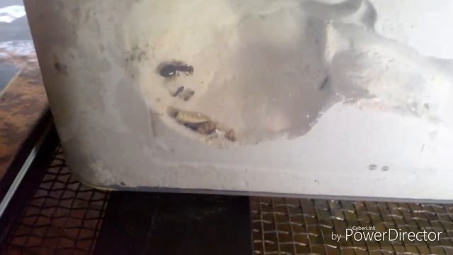 Welcoming our new crematogaster colony! смотреть онлайн