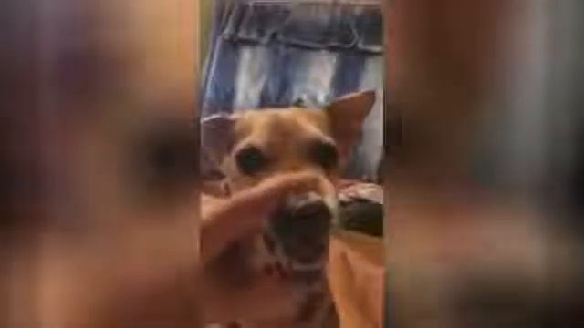 Собака ля ля ля смотреть онлайн