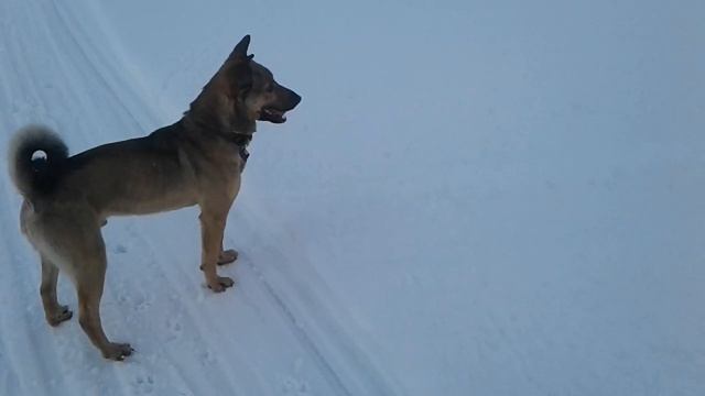 Маша, Вера и собаки - 2021.02.07 - 172040 смотреть онлайн