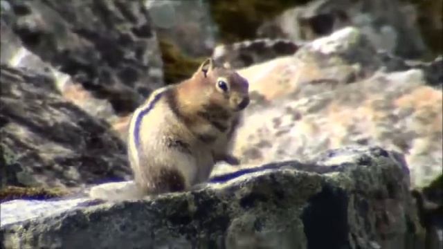 Golden Mantled ground Squirrel At Moraine Lake смотреть онлайн