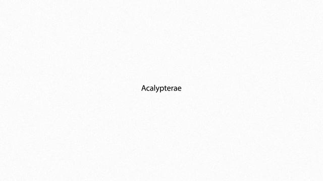 Acalypterae PRONUNCIATION смотреть онлайн