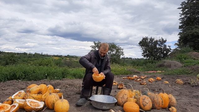 Выбираем семечки с тыкв урожай 2021 года часть 1 | Choosing pumpkin seeds harvest 2021 part 1 смотреть онлайн