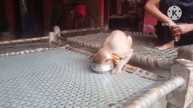 monkey baby रानी का 🐒 चाय कर पीती लोग हैरान। Rani baby chay kar piti log cute baby monkey videos смотреть онлайн