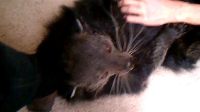 Binturong Vs Human "Bout to the death or naptime...whichever comes first!!" смотреть онлайн