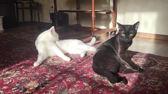 Коты под февральским солнцем. Under the February sun