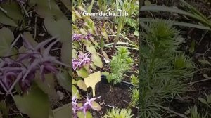 Горянка Purple Prince