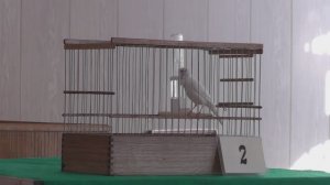 Русская Певчая Канарейка.10-Юбилейный Краснодарский конкурс пения канареек.