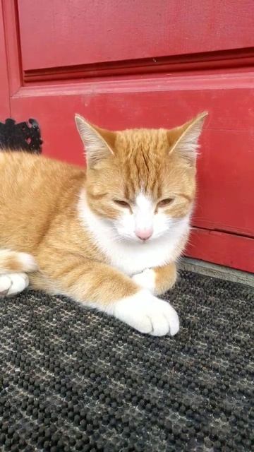 Ляля отдыхает.#cat #shorts