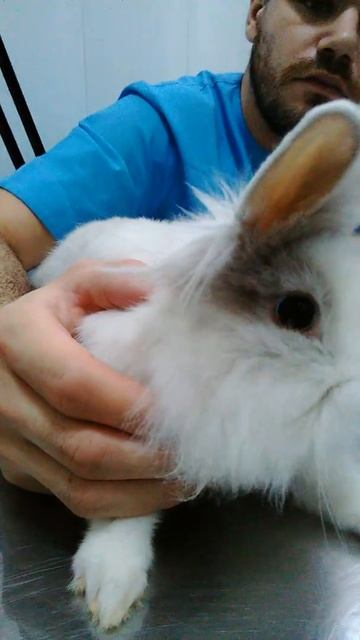 Нистагм у крольчонка при вестибулярном синдроме