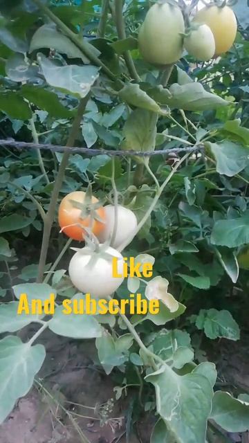 cherry tomato plants смотреть онлайн