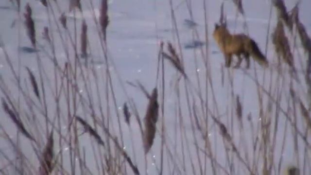 В натуре лиса... смотреть онлайн