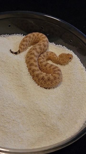 Baby sand viper has no chill! #reptiles #venomoussnakes #zookeeper #sandviper #cuteanimals #cutepet смотреть онлайн