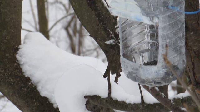BIRDS IN MOSCOW. TITMOUSE IN ZYABLIKOVO FOREST PARK. СИНИЦЫ В МОСКВЕ. смотреть онлайн