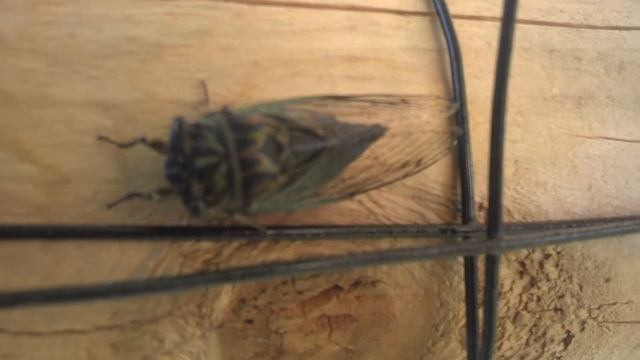 badass cicada смотреть онлайн