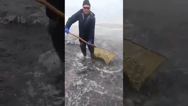 Ловля мойвы смотреть онлайн