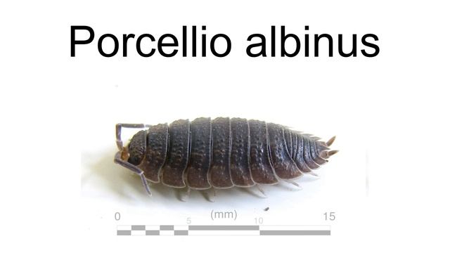 Porcellio Albinus смотреть онлайн