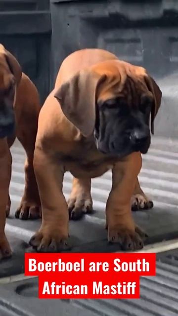 Boerboel! The Massive Mastiff