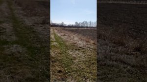 обработка весной, облепихи, бордовской смесью