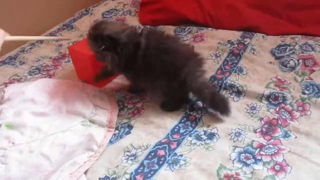 Чуня играет с мамой (3) смотреть онлайн