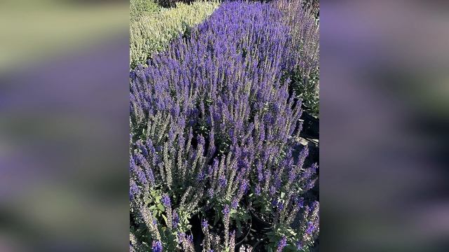 August смотреть онлайн