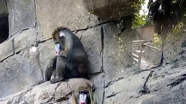 Melbourne zoo with mandrills. смотреть онлайн