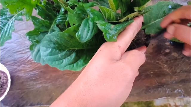 Gerbera Full Care Tips And best Fertilizer For Gerbera Plant For More Flowers with Large size смотреть онлайн