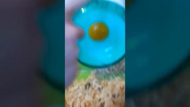 Вредные вещи для хомяка) смотреть онлайн
