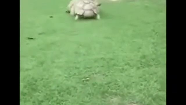 Песня песня ура ура ура ура смотреть онлайн