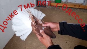 Голуби Гапонова Юрия..Для друзей..Мира и тепла..