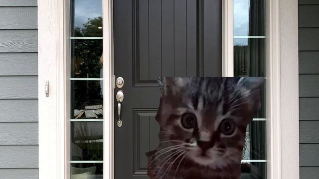 КОТ нашёл ПОПЫТ! 🎈😳👌 смотреть онлайн
