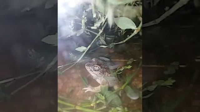 Frog Eating A Brown June Bug смотреть онлайн