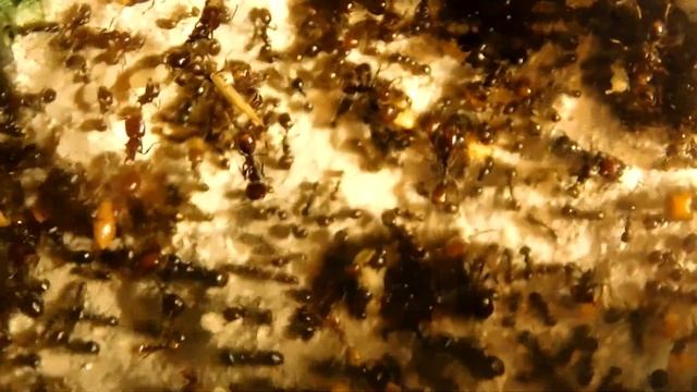 Historia trzyletniej kolonii Messor barbarus смотреть онлайн