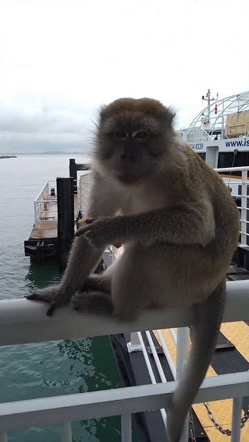 Kusu Island Singapore Southern Island 🏝️- 31 Dec 23 - Boy Monkey 🐒 Tries To 