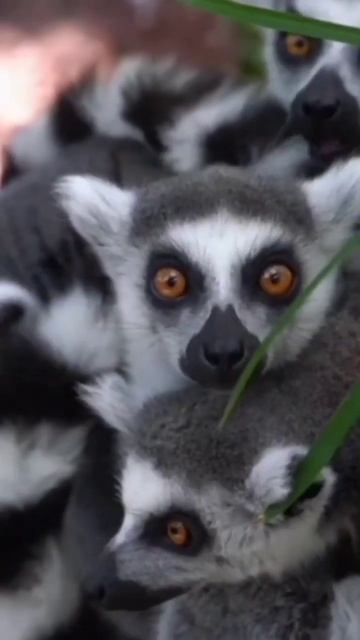 Ringtails: Agile Acrobats Of The Night! Video on my channel now! #nature #animals #shorts #ytshorts смотреть онлайн