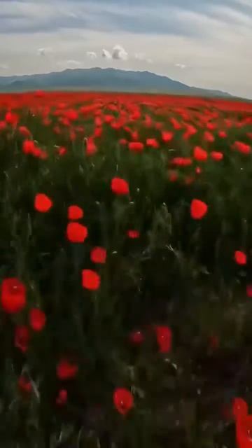 😍‼️Красные МАКИ‼️😘‼️ смотреть онлайн