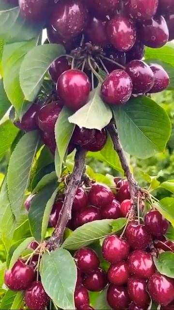 вишня 🍒 черешня в Узбекистане гилос Узбекистонда смотреть онлайн