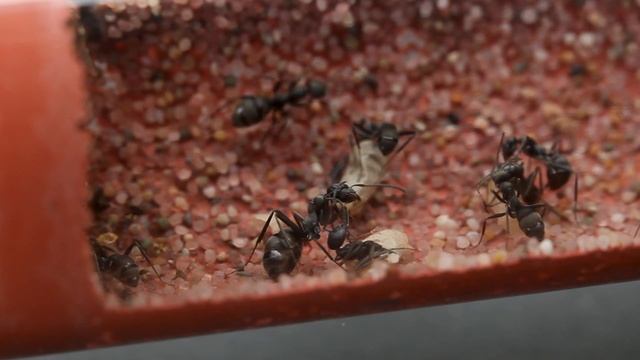곰개미 군체에 고치를 넣어주면 벌어지는 일 (사무라이개미)