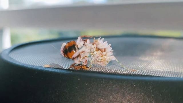 #prayingMantis #FeedingVideo Praying mantis feeding (Pseudocreobotra wahlbergi) смотреть онлайн